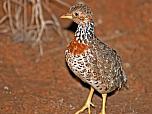 Plains-wanderer