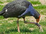 Purple Swamphen