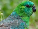 Red-rumped Parrot