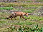 Red Fox