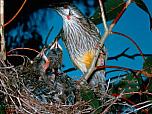 Red Wattlebird