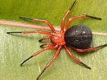 Red and Black Spider
