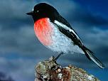Scarlet Robin