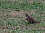 Song Thrush