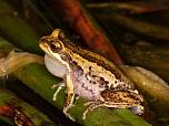 Southern Brown Tree Frog