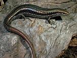 Southern Grass Skink