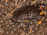 Southern Toadlet