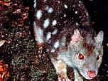 Spot-tailed Quoll