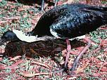 Straw-necked Ibis