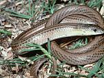 Striped Legless Lizard