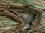 Striped Marsh Frog
