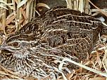 Stubble Quail
