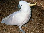 Sulphur-crested Cockatoo