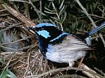 Superb Fairy-wren