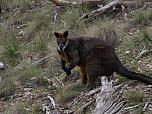 Swamp Wallaby