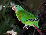 Swift Parrot (non-breeding)