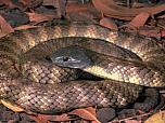 Tiger Snake
