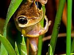 Verreaux's Frog