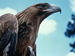 Wedge-tailed Eagle