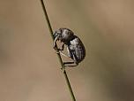 Weevil 