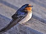 Welcome Swallow