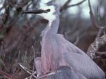 White-faced Heron