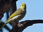 White-plumed Honeyeater
