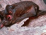 White-striped Freetail Bat
