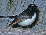 Willie Wagtail