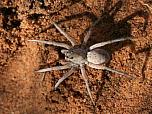 Wolf Spider