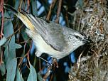 Yellow-rumped Thornbill