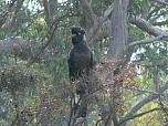 Yellow-tailed Black Cockatoo